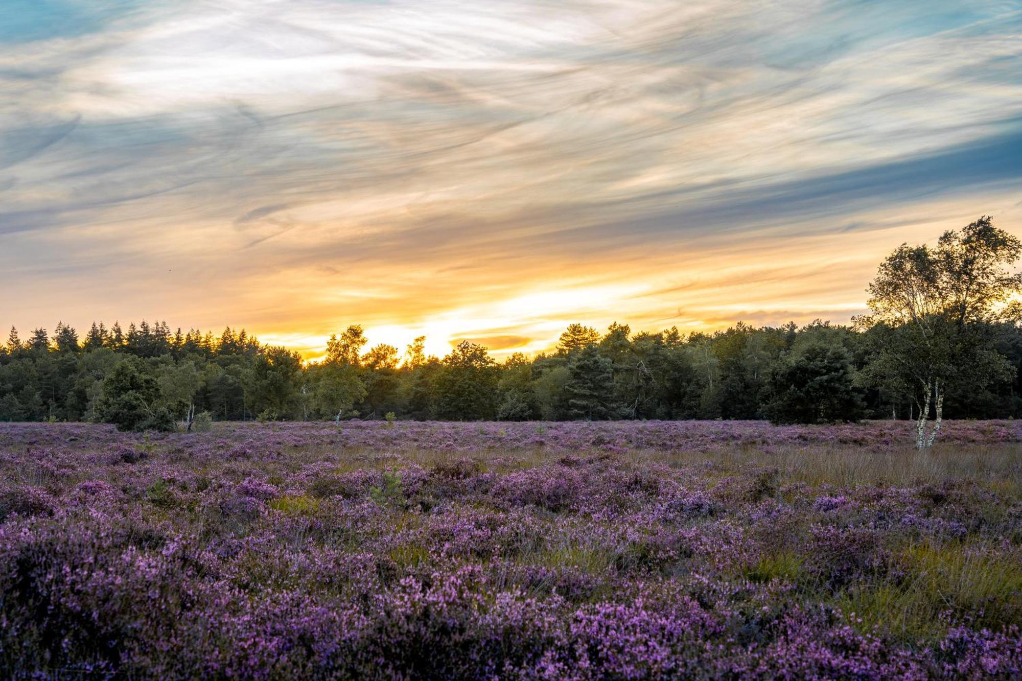 Veluwe Park Reewold Chalet Infinity Пюттен Екстер'єр фото